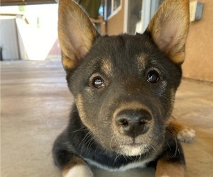Shiba Inu Puppy for sale in MORENO VALLEY, CA, USA