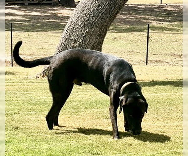 Medium Photo #4 Chocolate Labrador retriever-Labrador Retriever Mix Puppy For Sale in Houston, TX, USA
