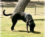 Small #3 Chocolate Labrador retriever-Labrador Retriever Mix