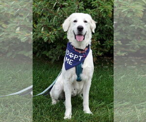 Great Pyrenees Dogs for adoption in Crystal , MN, USA