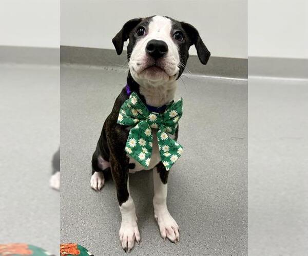 Medium Photo #1 Mutt Puppy For Sale in San Francisco, CA, USA