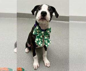 Mutt Dogs for adoption in San Francisco, CA, USA