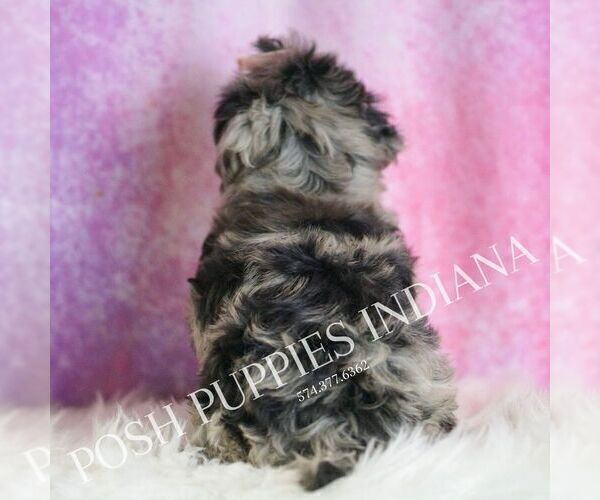 Medium Photo #5 Yorkipoo Puppy For Sale in WARSAW, IN, USA