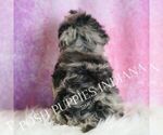 Small Photo #61 Yorkipoo Puppy For Sale in WARSAW, IN, USA
