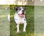 Small #11 American Staffordshire Terrier Mix