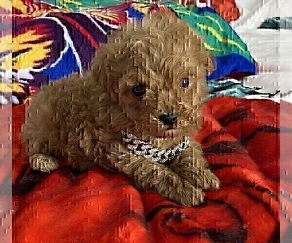 Medium Photo #27 Poodle (Toy) Puppy For Sale in ALEXANDRIA, VA, USA