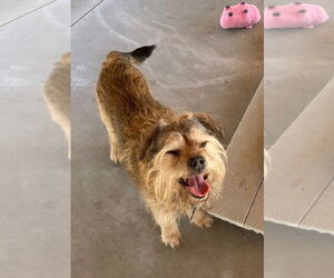 Mutt Dogs for adoption in Emmett, ID, USA