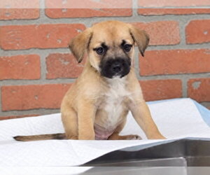 Black Mouth Cur-Unknown Mix Dogs for adoption in Lakewood, CO, USA