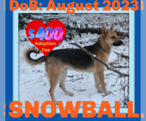 German Shepherd Dog Dogs for adoption in Sebec, ME, USA