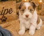 Puppy 4 Yorkshire Terrier