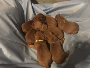 Dogue de Bordeaux Puppy for sale in STRUTHERS, OH, USA