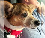Small #1 Rat Terrier