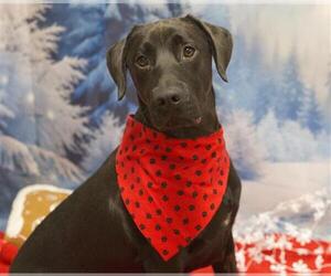 Labrador Retriever-Unknown Mix Dogs for adoption in Placerville, CA, USA