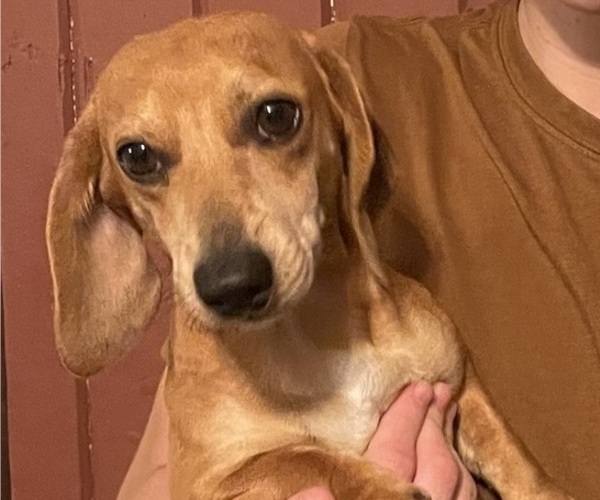 Medium Photo #1 Dachshund Puppy For Sale in MONONA, IA, USA