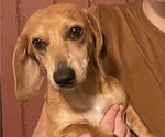 Small Photo #1 Dachshund Puppy For Sale in MONONA, IA, USA