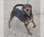 Small #5 Catahoula Leopard Dog-Rottweiler Mix