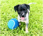 Small #10 Mutt