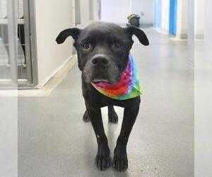 American Staffordshire Terrier-Unknown Mix Dogs for adoption in San Antonio, TX, USA