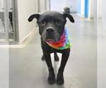 Small American Staffordshire Terrier Mix