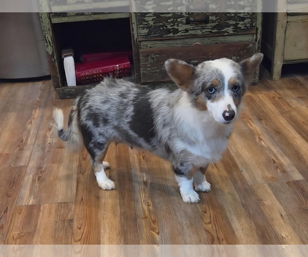 Medium Photo #1 Pembroke Welsh Corgi Puppy For Sale in MILTON, WI, USA