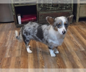 Pembroke Welsh Corgi Puppy for sale in MILTON, WI, USA