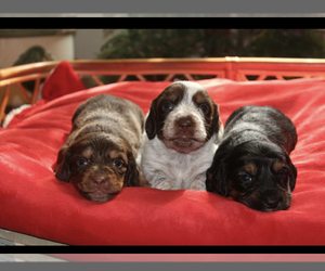 Dachshund Puppy for sale in WINDSOR, CO, USA