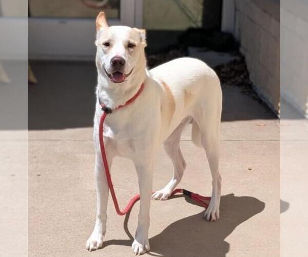 Medium Photo #2 Mutt Puppy For Sale in Rockwall, TX, USA
