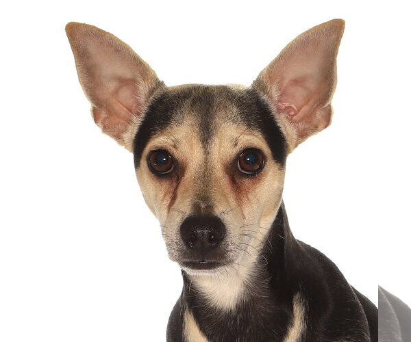 Medium Photo #1 Chihuahua-Unknown Mix Puppy For Sale in Oakland Park, FL, USA