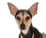 Small Chihuahua Mix