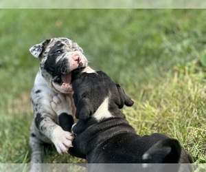 Bulldog-English Bulldog Mix Puppy for sale in KEOKUK, IA, USA