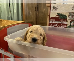 Goldendoodle Puppy for sale in ROSCOMMON, MI, USA