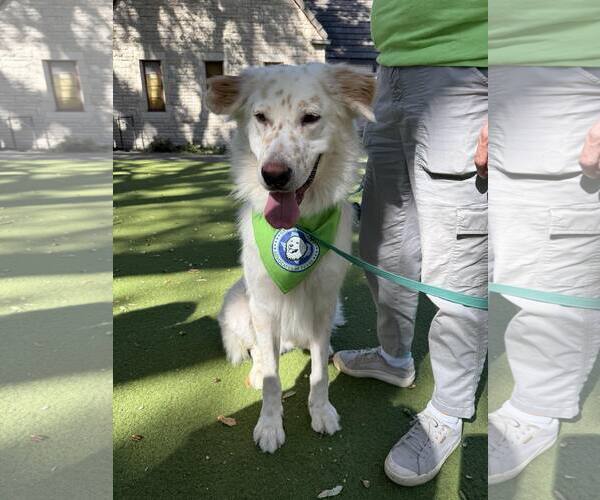 Medium Photo #7 Great Pyrenees-Unknown Mix Puppy For Sale in Houston, TX, USA