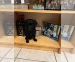 Small #5 Poodle (Standard)