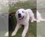 Small Great Pyrenees