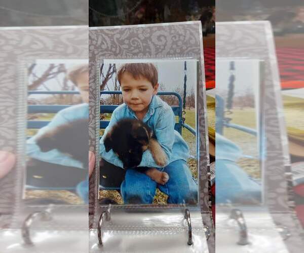 Medium Photo #25 German Shepherd Dog Puppy For Sale in LA FAYETTE, NY, USA