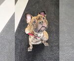Small #1 Bulldog