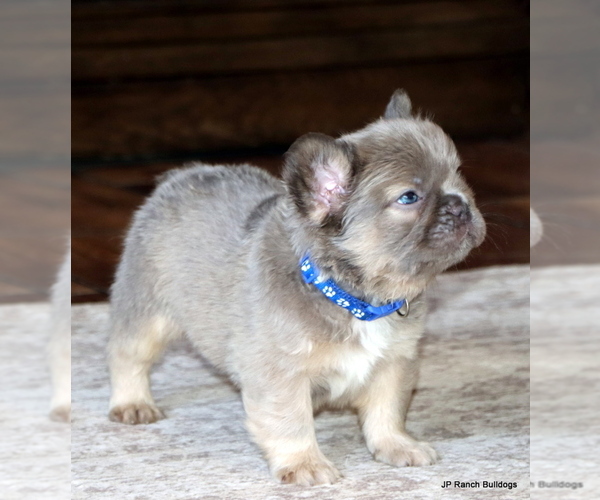 Medium Photo #6 French Bulldog Puppy For Sale in WINNSBORO, TX, USA