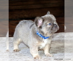 Small #5 French Bulldog