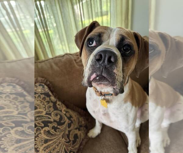 Medium Photo #2 Boxer Puppy For Sale in Burnsville, MN, USA