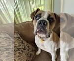 Small #1 Boxer
