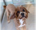 Small Portuguese Water Dog