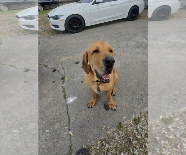 Medium Photo #1 Brazilian Mastiff Puppy For Sale in Jasper, AL, USA