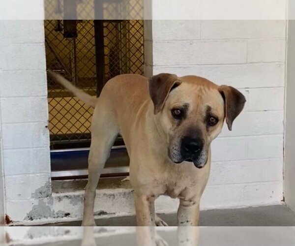 Medium Photo #6 Black Mouth Cur-Boxer Mix Puppy For Sale in Dana Point, CA, USA