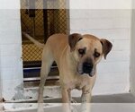 Small #5 Black Mouth Cur-Boxer Mix