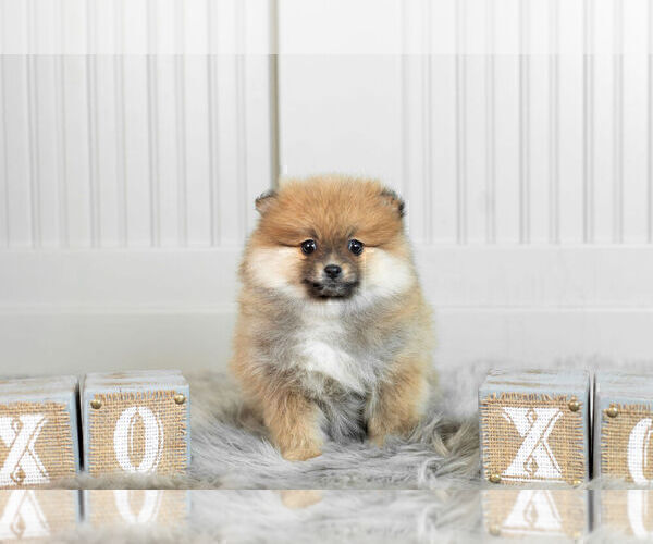 Medium Photo #10 Pomeranian Puppy For Sale in WARSAW, IN, USA