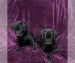 Small Photo #6 Labrador Retriever Puppy For Sale in KITTRELL, NC, USA