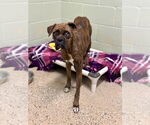 Small #3 Boxer
