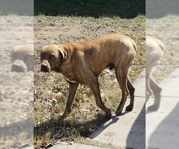 Medium Photo #1 American Staffordshire Terrier-Unknown Mix Puppy For Sale in San Antonio, TX, USA
