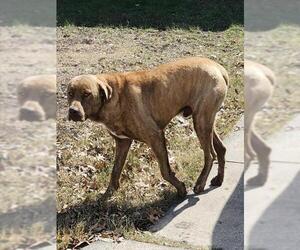 American Staffordshire Terrier-Unknown Mix Dogs for adoption in San Antonio, TX, USA