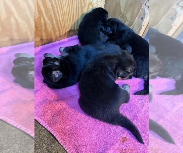 Medium Photo #16 German Shepherd Dog Puppy For Sale in BRIGHTON, CO, USA